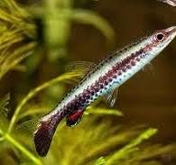 Rocket Pencil Fish
