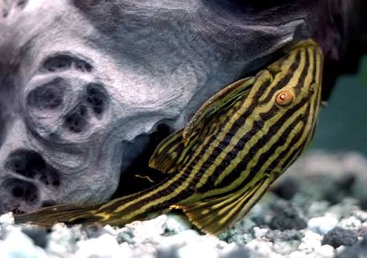 Royal Red Eye Pleco (Panaque schaeferi)