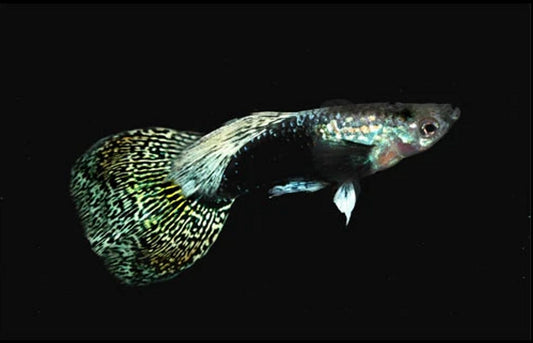 Sakura Guppy - Male