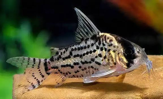 Schwartzi Cory (Hoplisoma schwartzi)