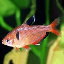 Serpae Tetra (Hyphessobrycon eques)