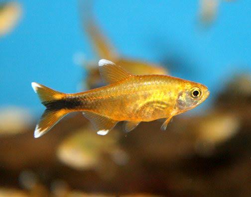SliverTip Tetra (Hasemania nana)
