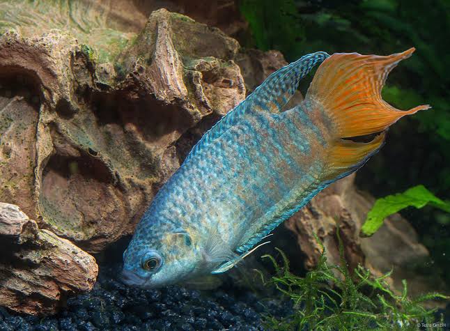 Snake Skin Paradise Fish (Macropodus opercularis)