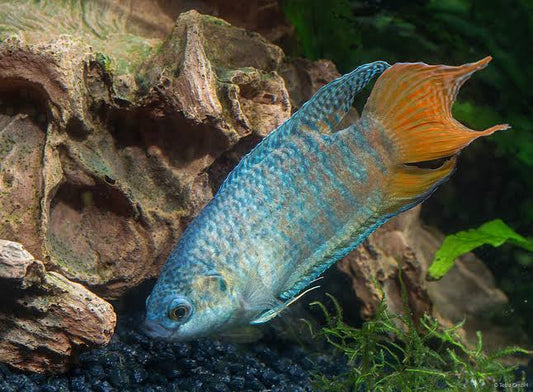 Snake Skin Paradise Fish (Macropodus opercularis)