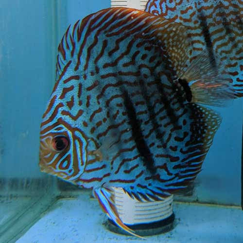 Stripped Blue Turquoise Discus (Symphysodon spp.)