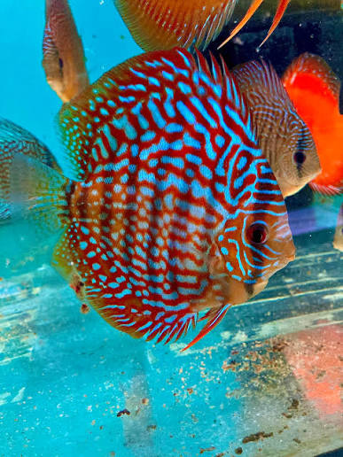 Striped Red Turquoise Discus 8cm