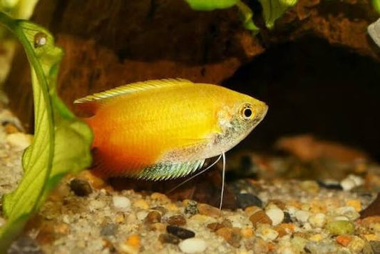 Sunset Honey Dwarf Gourami (Trichogaster chuna)