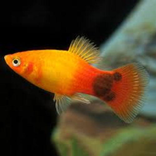 Sunset mickey mouse platy (Xiphophorus maculatus)