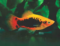 Sunset Tuxedo Platy (Xiphophorus maculatus)