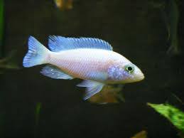 White Knight African Cichlid 10-12 cm - NZ Breed
