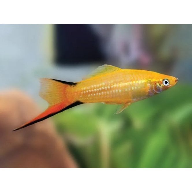 Gold Comet Swordtail