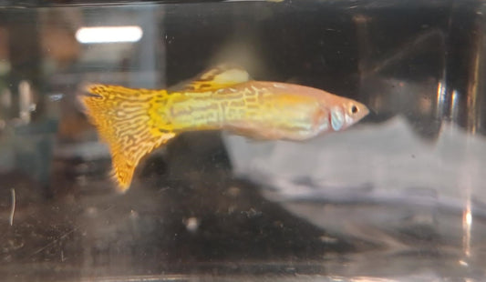 Yellow Platinum Snake Skin - Male - Home Bred
